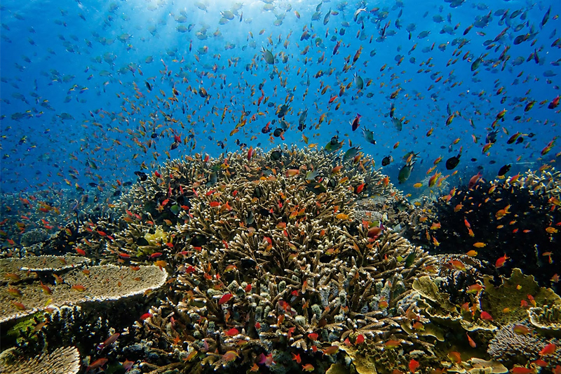 South Halmahera Diving