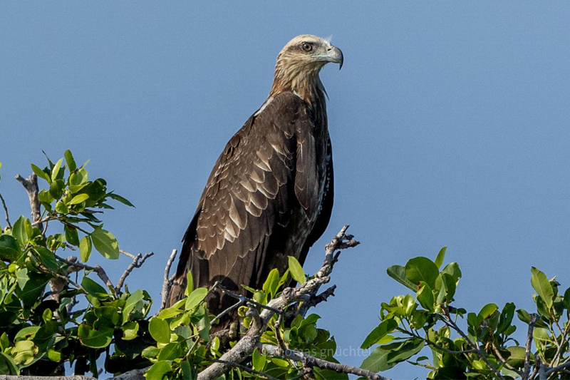 Eagel on Proco Island